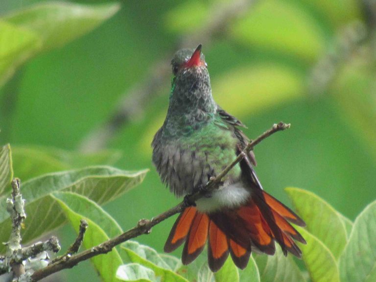 colibri en jardin
